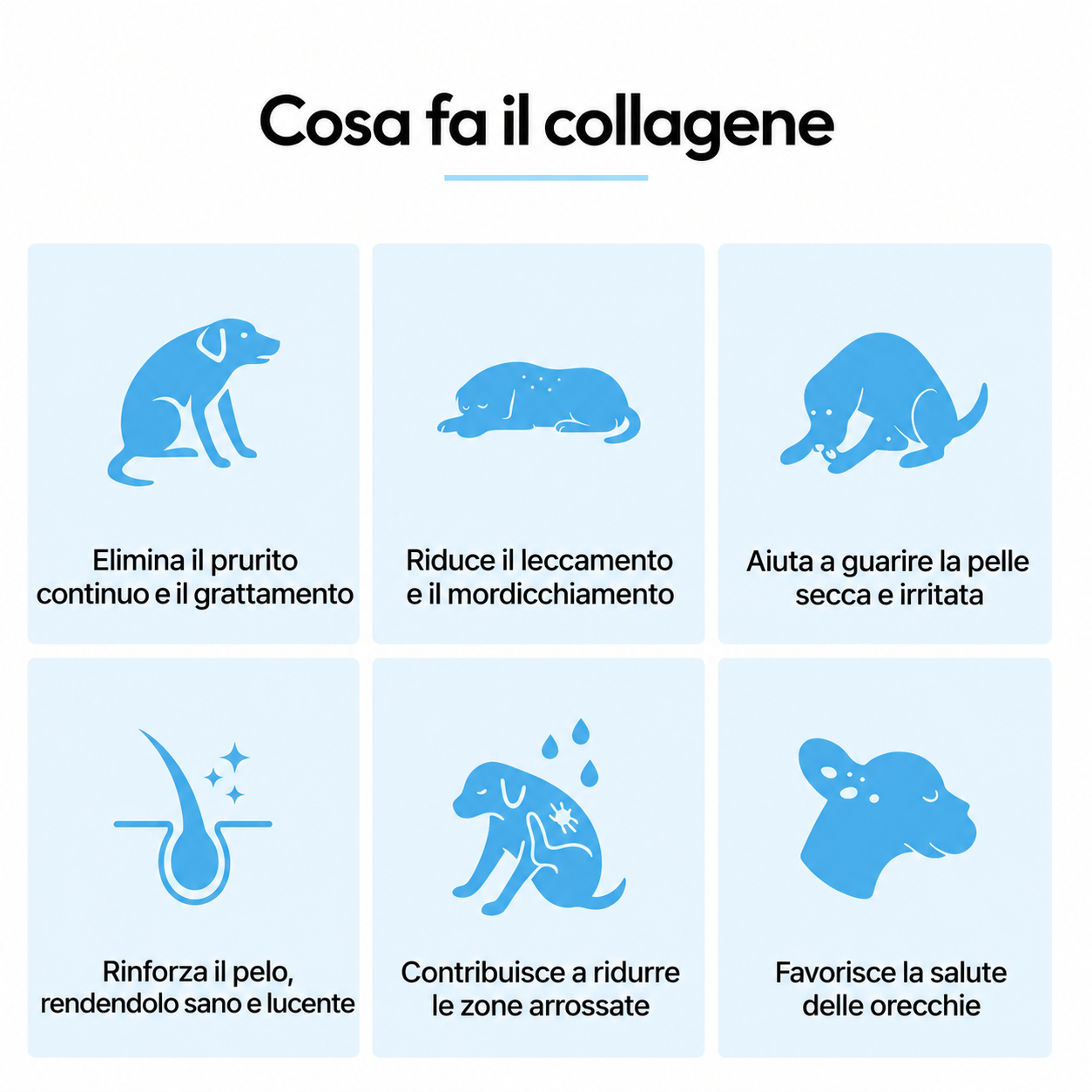 Collagene pet