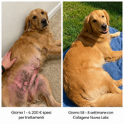 Collagene pet